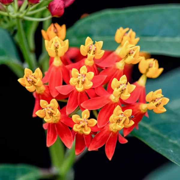 100 Blood Flower Milkweed Seeds To Plant Food Host Plant For Monarch Butterflies - £15.95 GBP