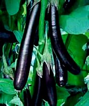 USA SELLER Long Purple Eggplant 25 Seeds Over 1000 Seeds Fresh New - $18.48