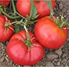PM Bulgarian Triumph Tomato Seeds (((25 Seed Packet))) (More Heirloom, O... - $4.75