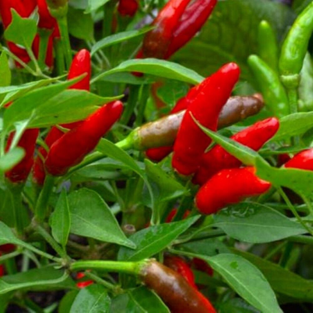 LimaJa Bird&#39;s Eye Chili Pepper 25 Seeds | NON-GMO | Heirloom | Fresh Garden - $3.80