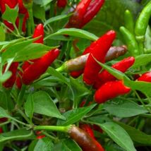 LimaJa Bird&#39;s Eye Chili Pepper 25 Seeds | NON-GMO | Heirloom | Fresh Garden - £2.96 GBP