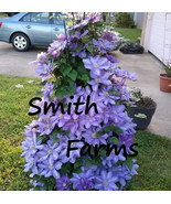 SYR 25 Seeds Lavender Purple Clematis Flowers Climbing Vine Bush Fast Gr... - $18.36 CAD
