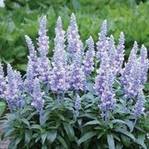 40 Salvia Silvery Blue Strata Flower Seeds Deer Drought Tolerant Garden ... - $16.77