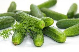 15 Chile Patio Pickle Seeds-1197 - £3.10 GBP