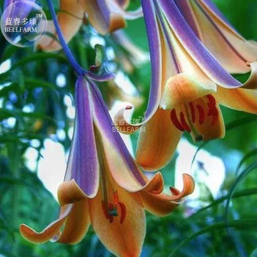 Lilium Brownii Lily Perennial Flower Seeds 100 Seeds Pack Strong Fragran... - $6.96