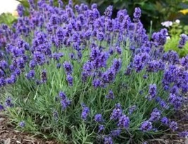 200+ Vera Lavender Seeds Perennial  English Lavender Herb True Lavender Herb USA - £8.67 GBP