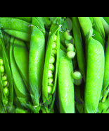 Lincoln Pea Seeds 25 Ct Bush Pea Pod Vegetable Garden NON-GMO Heirloom - £4.67 GBP