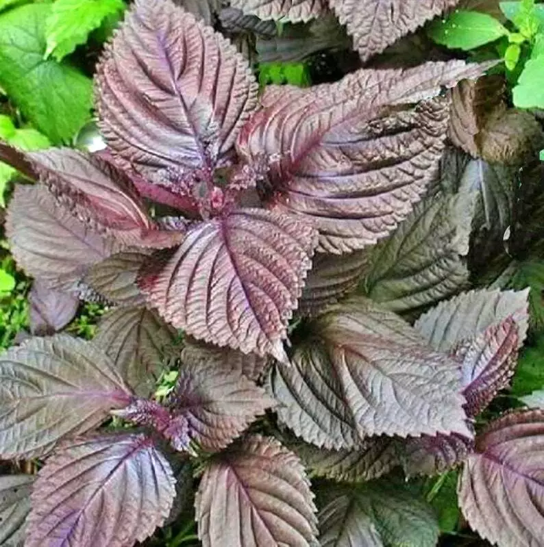 Purple Shiso Seeds  Perilla Herb Asian Mint Cuisine Annual USA 100+ Seeds - $6.00