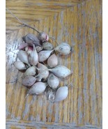 15  Heirloom Small Variety Garlic (Allium sativum ) Clove Bulbs - $143.17 MXN