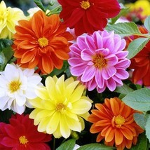 Dahlia Unwins Unwin&#39;S Mix 45 Seeds WFrom US  - $8.35