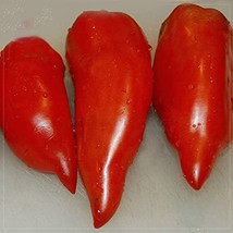 Jersey Devil Tomato Seeds Gardening USA Shipping - $10.00