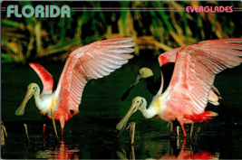 Postcard Florida Everglades Roseate Spoonbills Photo by Larry Lipsky 6 x 4 Ins - £4.58 GBP
