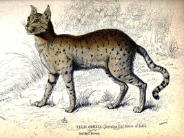 10651.Decoration Poster.Home Room wall.Vintage Art print design.Wild cat.Lynx - £13.66 GBP+