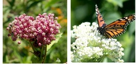 225 Seeds! Milkweed SWAMP MIX Perennials Monarch Butterfly Host Plant  - £21.57 GBP