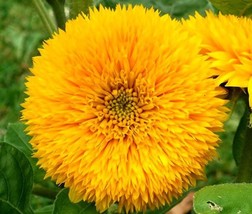 Sungold Teddy Bear Sunflower Seeds For Planting Fresh Garden Seeds - $9.00