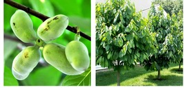 4" Pots - 2 Paw Paw Trees - 6-12" Tall - Indian Banana Plants - Asimina triloba - $88.99