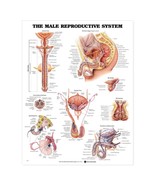 The Male Reproductive System Anatomy Chart - £12.56 GBP+