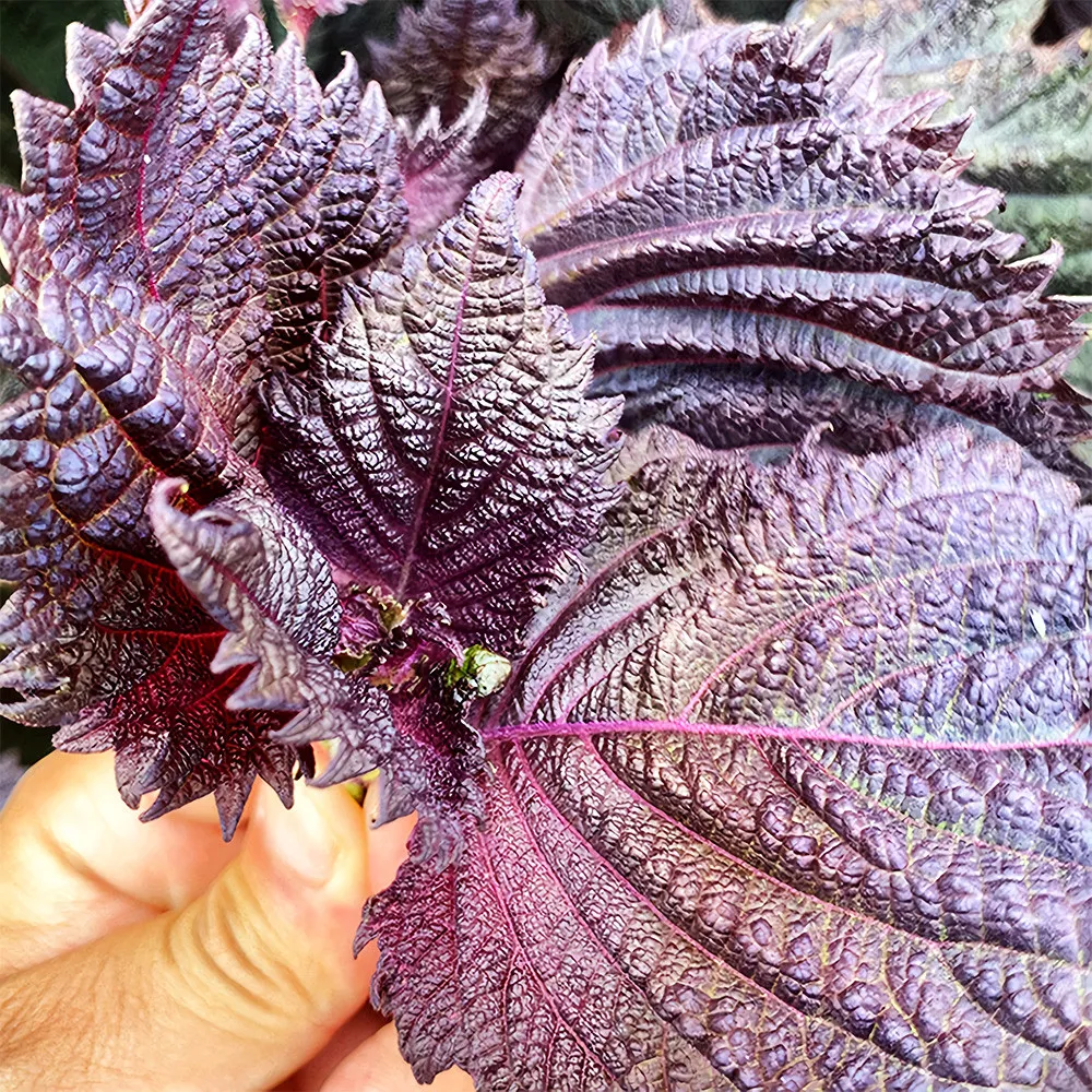 1.000 Aromatic Purple Perfection: Dual-Sided Shiso Seeds - $8.00