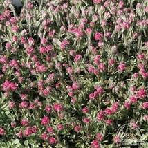 Pussytoes Red-Antennaria Dioica 50 Seeds Fresh Garden - £5.08 GBP