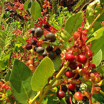 Salal 1001 Seeds Shalon Gaultheria Hardy Evergreen Shrub Edible Berries ... - £6.64 GBP