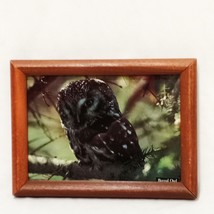 Framed Boreal Owl Picture or Postcard  6&quot; x 8&quot; Vintage - £20.09 GBP