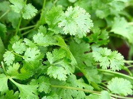 2G Fresh Premium Nongmo Leisure Coriander Cilantro Heirloom Herb Seedsb 14 From  - $8.35