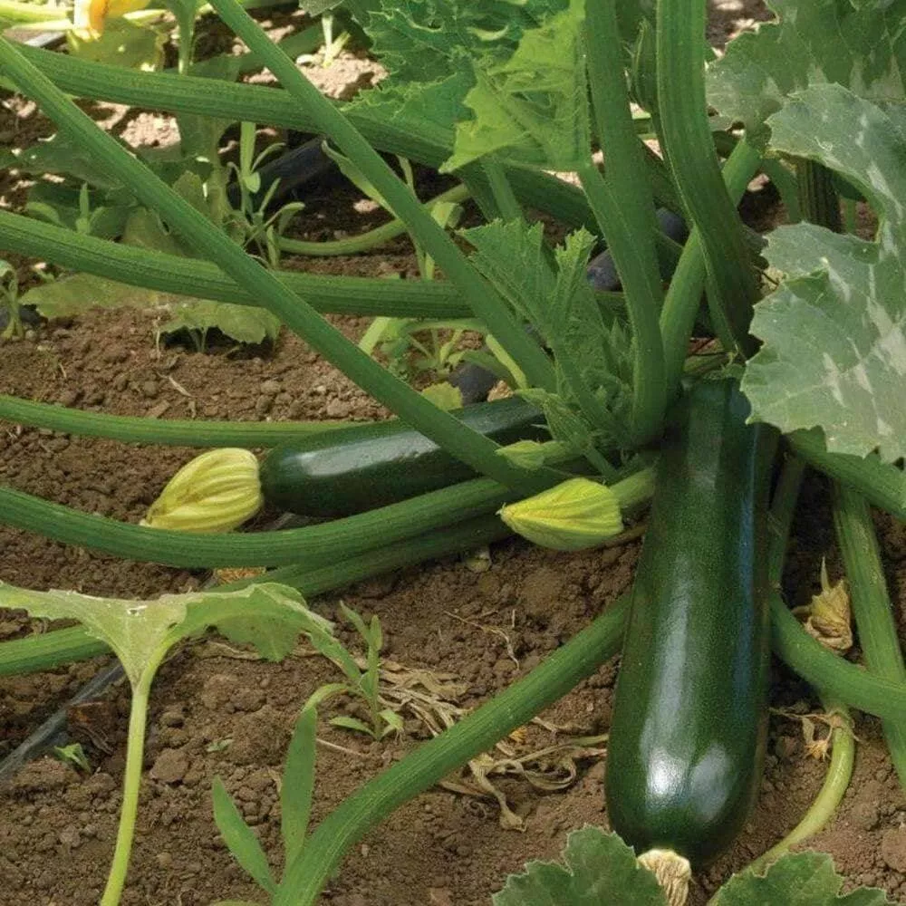 Semilir 15 Dark Green Zucchini Summer Squash Seeds Non-Gmo Vegetable Sup... - $13.91 CAD