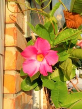 Pink Mandevilla Dipladenia Blooming Flower Live Plant - $53.99