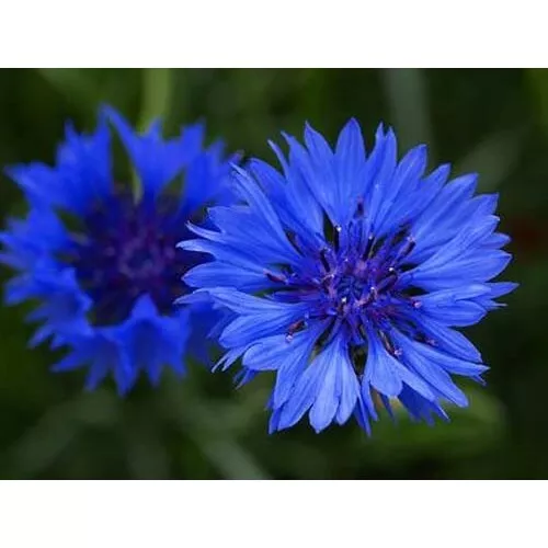 Fresh Seeds Centaurea Bachelors Button Blue Boy Flower 100 Seeds - $11.58