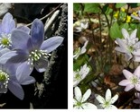 5 Sharp Lobed Hepatica BULB ROOTS WOODLAND WILDFLOWERS BR - £31.36 GBP