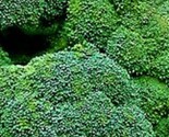 Waltham 29 Broccoli Seeds 500 Seeds  Non-Gmo Fast Shipping - $7.99