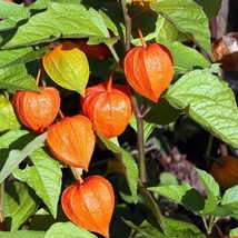 Chinese Lantern Seeds Physalis Alkekengi Of 30 Seeds New Fresh US Shipping - $4.80