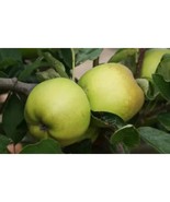 25+ Grimes Golden Apple Seeds – Heirloom Apple Variety for Garden Planting - $23.13 CAD