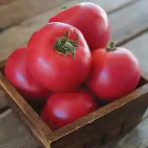 50 Seeds Japanese Momotaro Tomato Heirloom Vegetable Tomatoe Edible Fresh Garden - $9.32