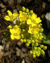 PowerOn 60+ Yellow Queen Fragrant Alyssum Flower Seeds/Reseeding Perennial / Gre - £5.80 GBP