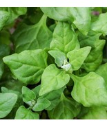 LKS New Zealand Spinach Heirloom 25 Fresh Seeds Seeds Home Garden - $11.23