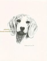 #241 BEAGLE  portrait * dog art print * Pen and  ink drawing * Jan Jellins - $12.50
