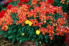 30 Antirrhinum Montego Orange Bicolor Dwarf Snapdragon Seeds Fragrant Flower - £14.09 GBP