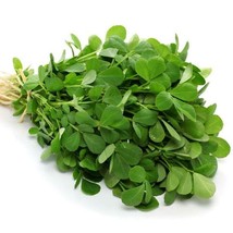 SHIP FROM US 28,800 Fenugreek Herb Seeds for Growing Heirloom Non-gmo, ZG09 - £80.20 GBP