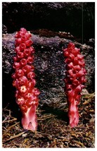 Snow Plant In Sequoia And Kings Canyon Natl Parks Cactus Postcard Posted 1962 - £7.12 GBP