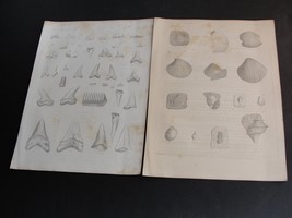 Vintage 1850&#39;s Lithograph Fossil Shells [California] Plate&#39;s I &amp; II -Set of (2)  - £18.34 GBP