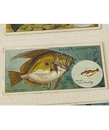 WD HO Wills Cigarettes Tobacco Trading Card 1910 Fish Bait Lure #37 John... - $19.69