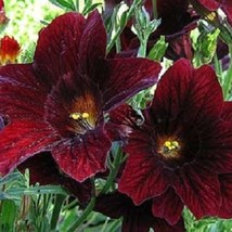 US Seller 20 Chocolate Stained Glass Salpiglossis Annual Flower Seeds Fast Shipp - $16.51