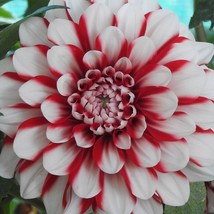 Red And White Dahlia Seeds Organic Dahlia Variabilis D Pinnata Red Peren... - $10.99
