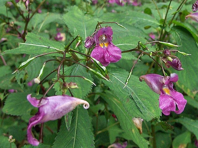 Impatiens Textori Impatiens Textor 5 Seeds New Fresh US Shipping - $29.58