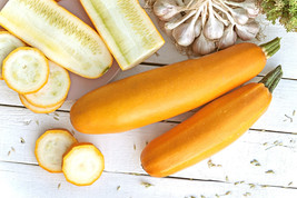 50 Golden Zucchini Heirloom Summer Bush Squash Cucurbita Pepo Yellow Veg Seeds U - $18.00