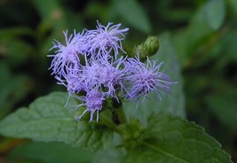 Grow 50 Blue Mistflower Hardy Ageratum Perennial Flower Seeds Deer Resistant - £7.45 GBP