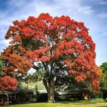 Scarlet Red Oak Tree Seeds - £6.96 GBP