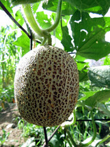 Brown Netted Cucumber - an old Russian heirloom with sweet flavor - $5.25