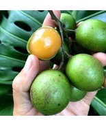 Grafted Spanish Lime Genip Guinep Ginepa Limoncillomamoncillo Melicoccus... - $191.19 CAD